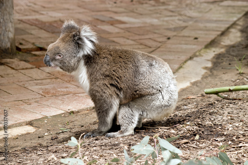 Fototapeta Naklejka Na Ścianę i Meble -  koala