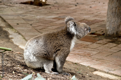 Fototapeta Naklejka Na Ścianę i Meble -  koala