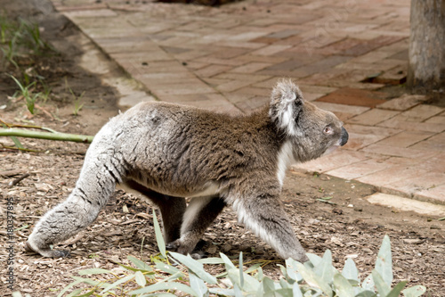 Fototapeta Naklejka Na Ścianę i Meble -  koala