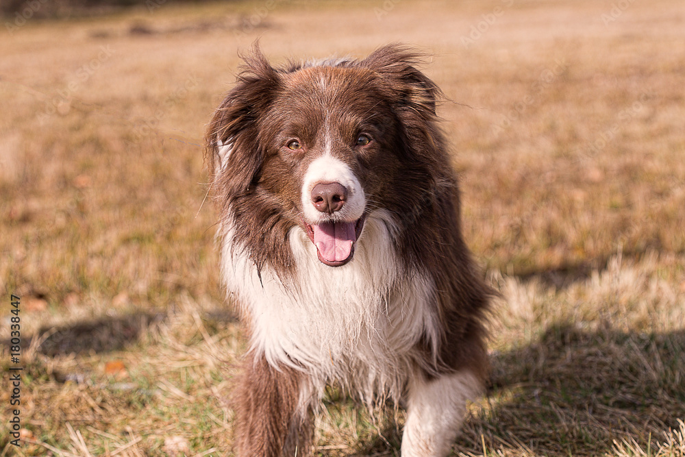 Border collie dog Border collie dog