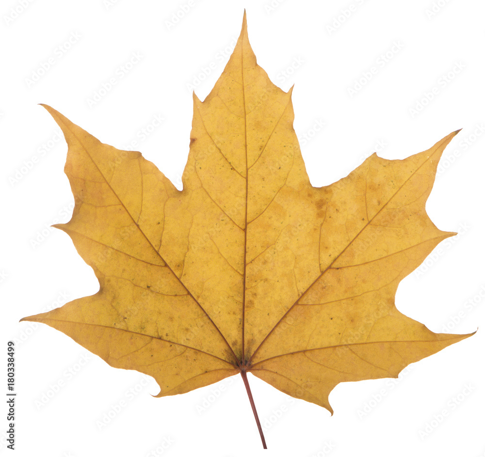 yellow maple leaf on a white background is the most commonly used sun symbol yellow maple leaf on a white background is the most commonly used sun symbol