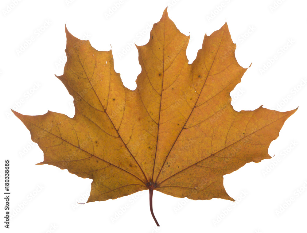 yellow maple leaf on a white background is the most commonly used sun symbol yellow maple leaf on a white background is the most commonly used sun symbol
