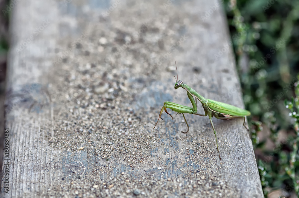 Closeup of a Praying Mantis or the European mantis. Shallow depth of field. Closeup of a Praying Mantis or the European mantis. Shallow depth of field.
