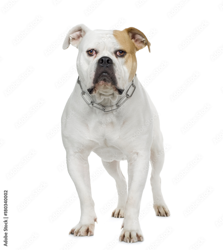American Bulldog (4 years)