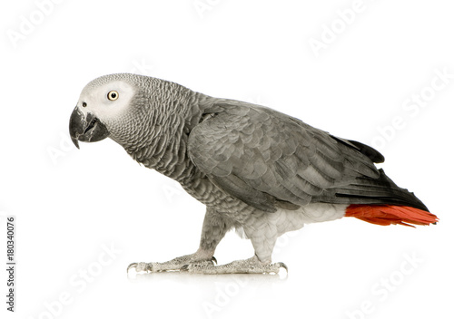 African Grey Parrot - Psittacus erithacus