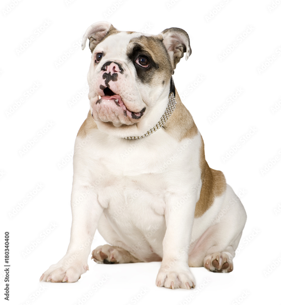 english Bulldog (5 months)