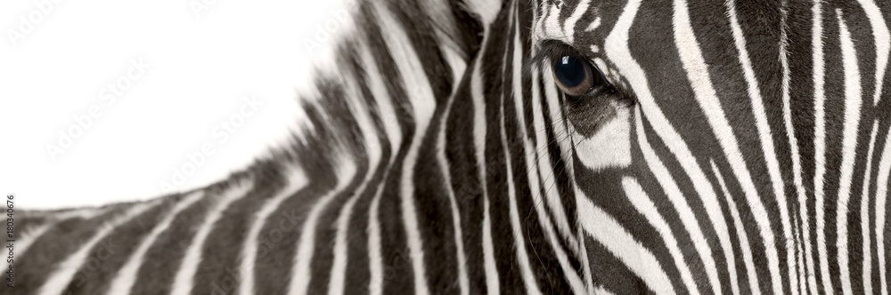 Zebra (4 years) - obrazy, fototapety, plakaty 