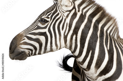 Zebra  4 years 