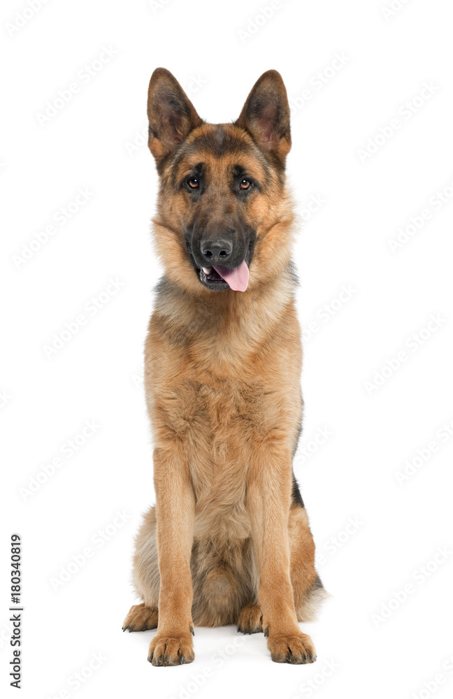 german shepherd dog panting