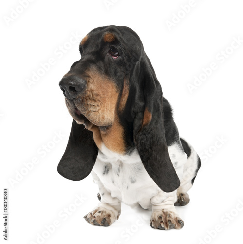 Basset Hound, 10 months old, sitting in front of white background, studio shot © Eric Isselée