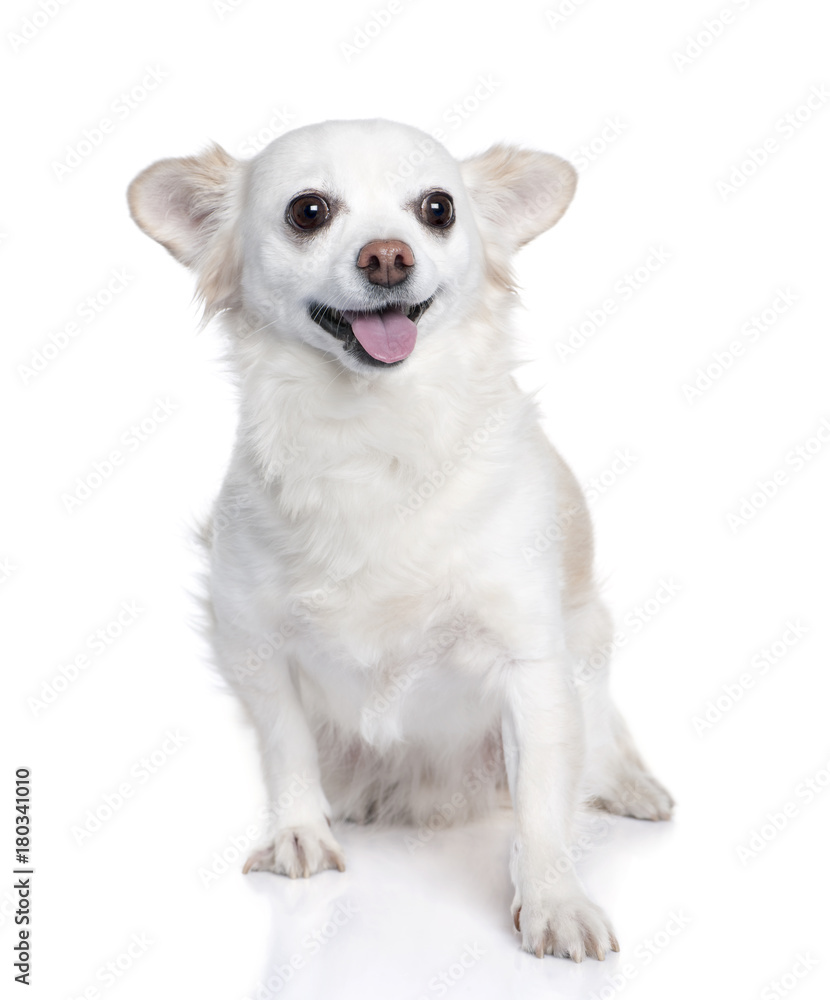 white chihuahua sitting (9 years old)
