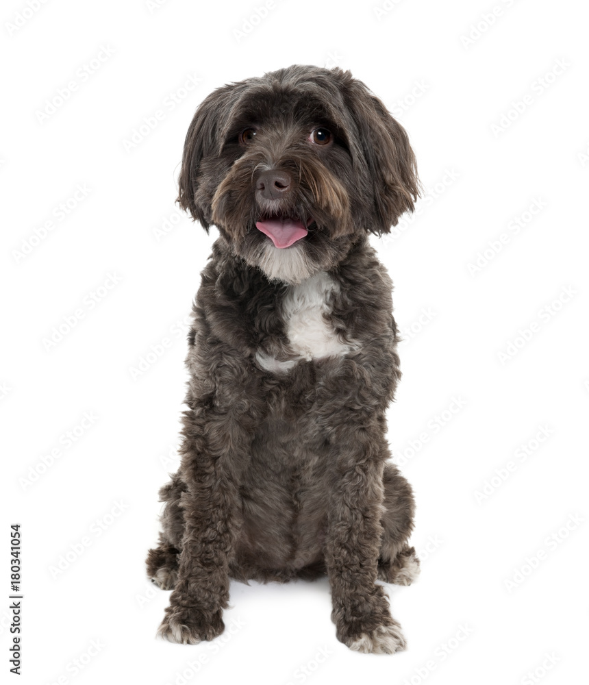 Tibetan Terrier, 3 years old, sitting in front of white background, studio shot Tibetan Terrier, 3 years old, sitting in front of white background, studio shot