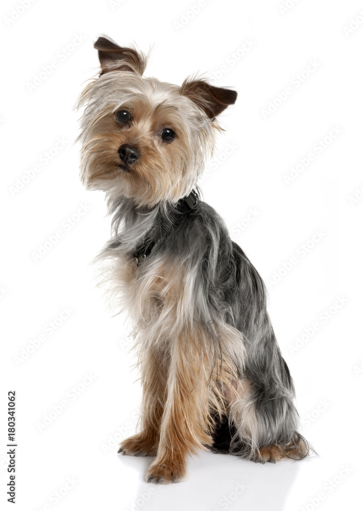 Yorkshire Terrier puppy (8 months old) Yorkshire Terrier puppy (8 months old)