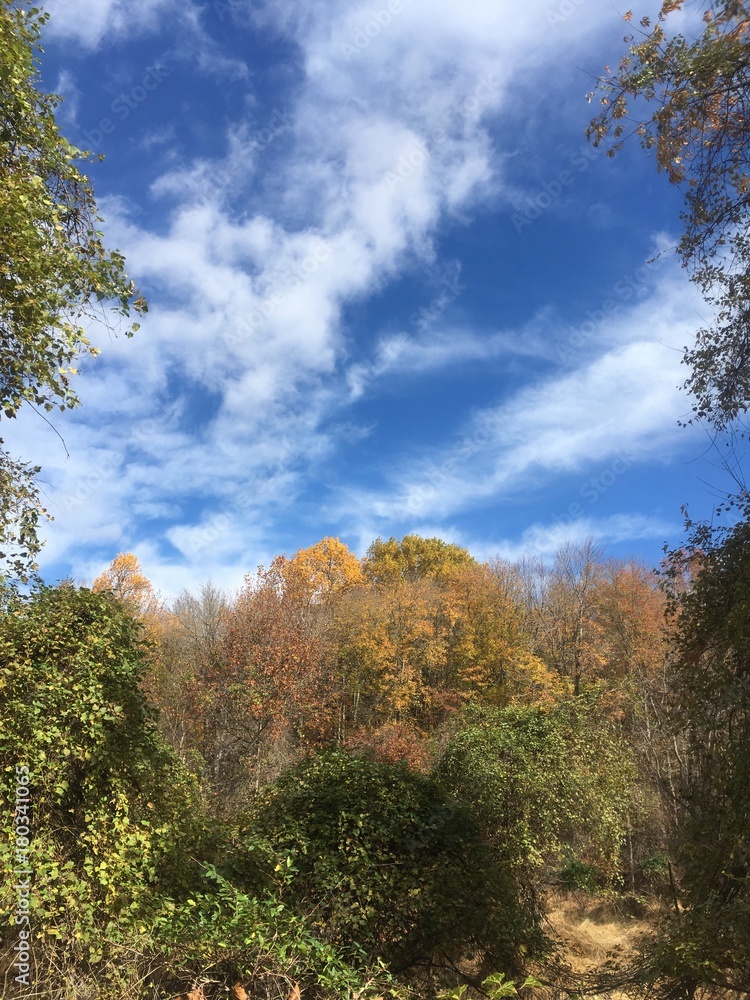 forest fall foliage under partly cloudy sky