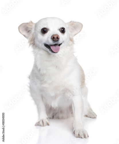 white chihuahua sitting (9 years old) © Eric Isselée
