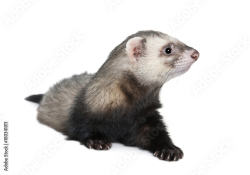 Side view of ferret sitting in front of white background, studio shot