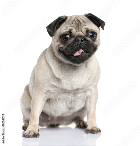 pug (2 years old) © Eric Isselée