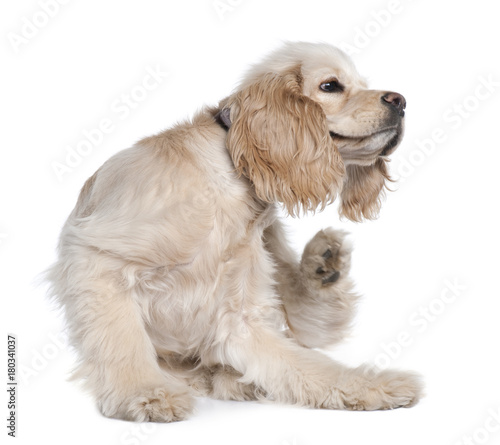 Young American Cocker Spaniel scratching, 9 months old, in front of white background