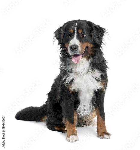 Portrait of Bernese mountain dog sitting and panting, studio sho