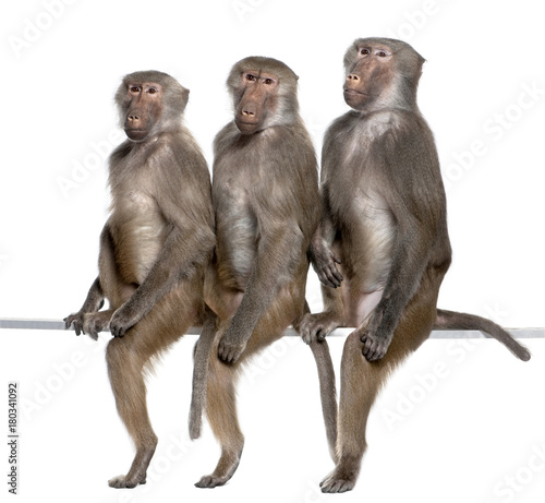 Three Baboons sitting in a row  -  Simia hamadryas photo