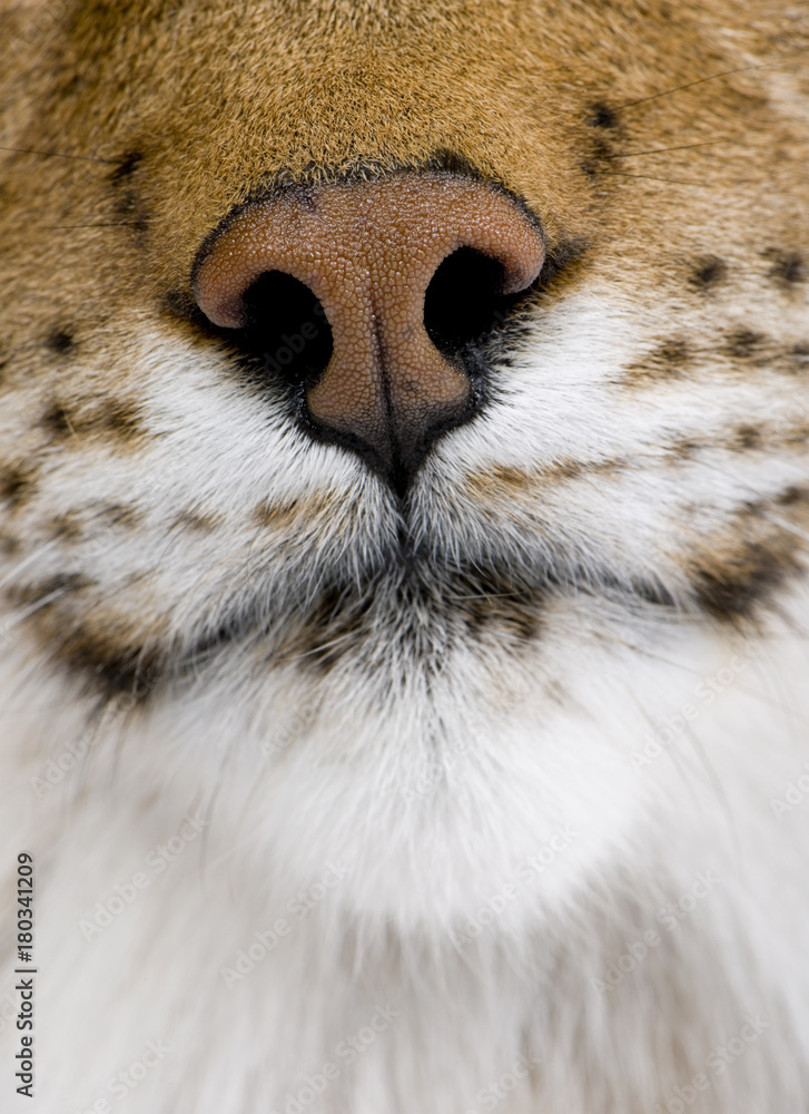 Close-up of Eurasian Lynx nose, Lynx lynx, 5 years old