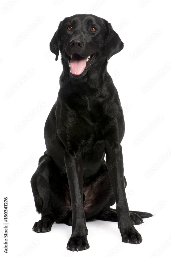black Labrador black Labrador