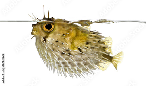 side view of a Long-spine porcupinefish (spiny balloonfish)