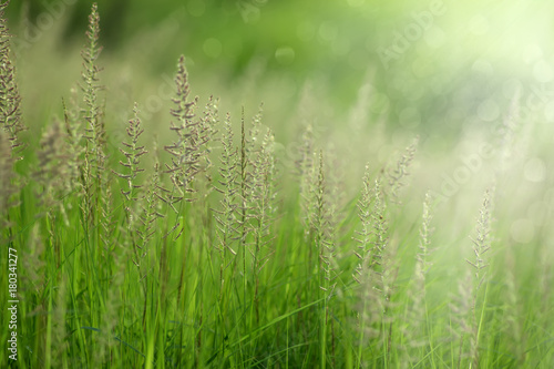 Fototapeta Naklejka Na Ścianę i Meble -  Flower grass with sunlight.