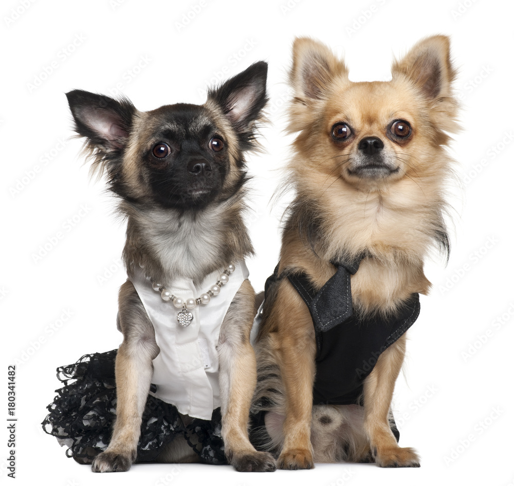 Chihuahua (7 months old), Chihuahua (2 years old) in wedding dress