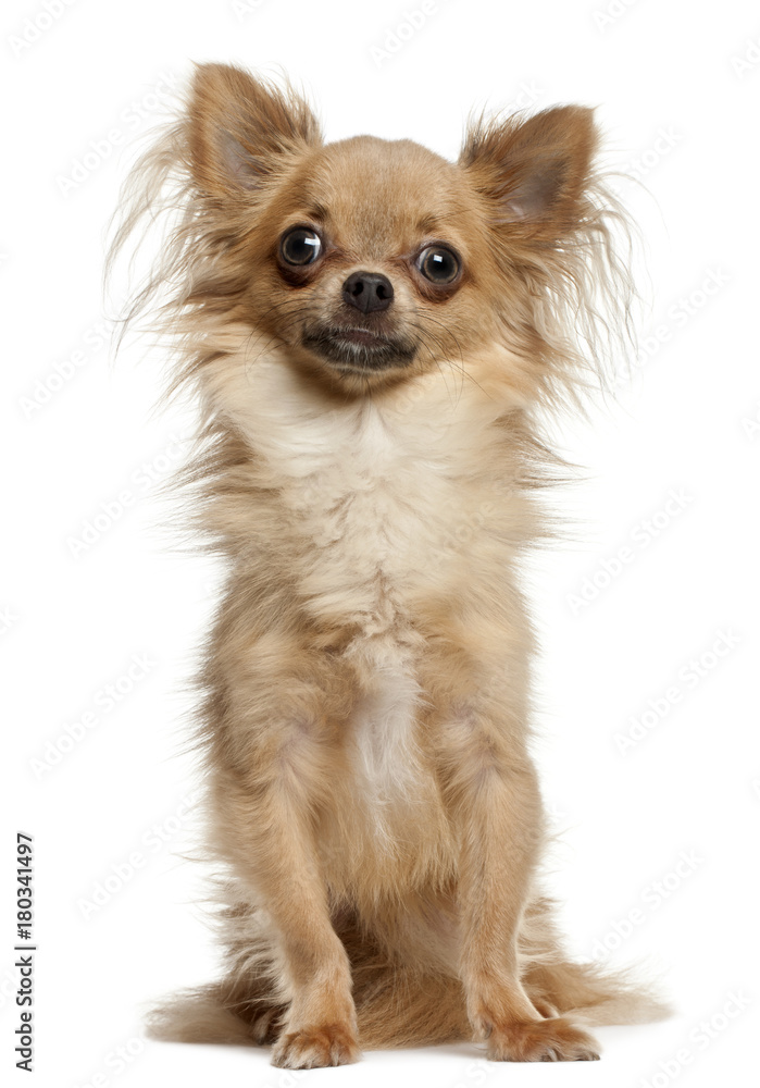 Chihuahua (10 months old) Chihuahua (10 months old)