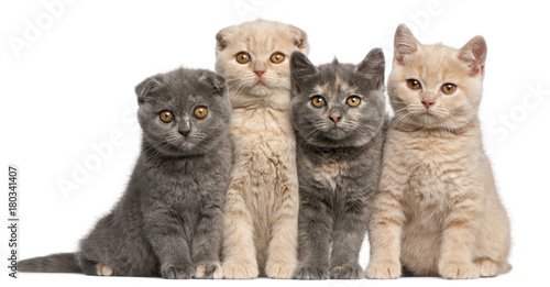 Scottish Fold kitten (10 weeks old), British Shorthair kitten (10 weeks old), British Shorthair kitten (10 weeks old), British Shorthair kitten (10 weeks old)
