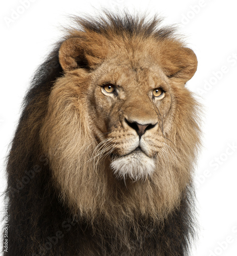 Fototapeta Naklejka Na Ścianę i Meble -  Close-up of lion, Panthera leo, 8 years old, in front of white background