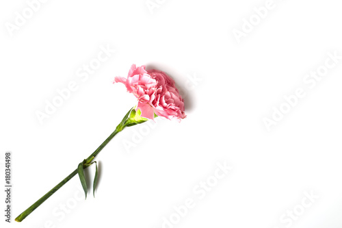 Pink carnation flower on white photo