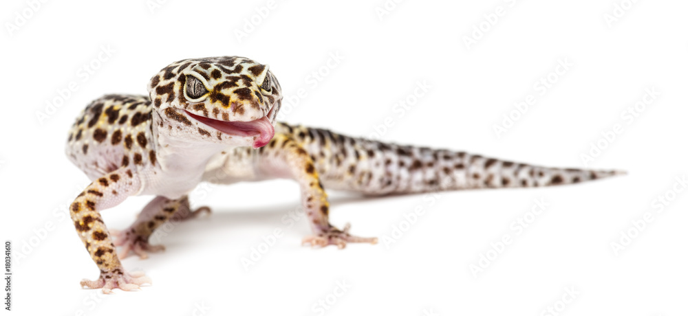Leopard gecko, Eublepharis macularius, against white background Leopard gecko, Eublepharis macularius, against white background