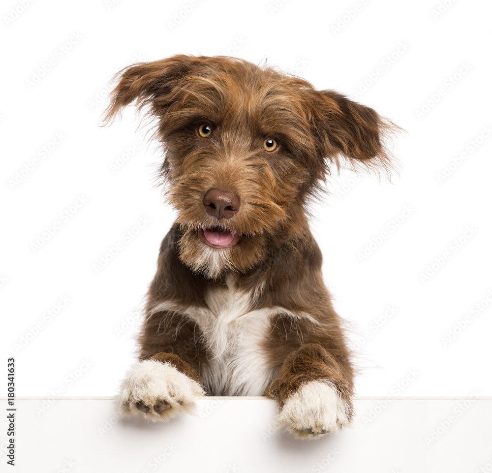 Crossbreed, 5 months old, leaning on a white panel against white background