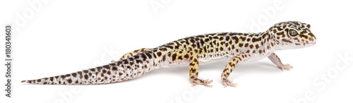 Leopard gecko, Eublepharis macularius, against white background