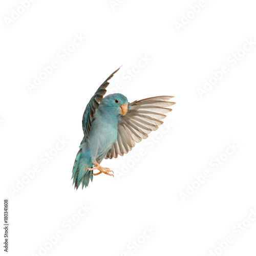 Pacific Parrotlet, Forpus coelestis, flying against white background