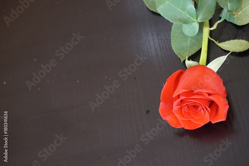 Fototapeta Naklejka Na Ścianę i Meble -  roses
