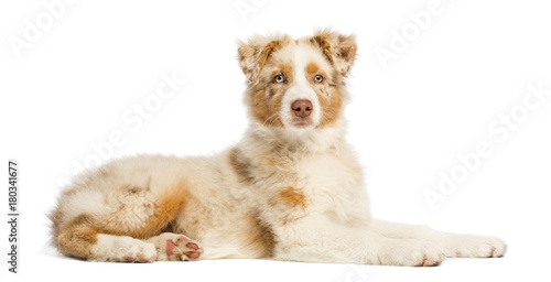 Australian Shepherd puppy, 3.5 months old, lying and looking at camera against white background
