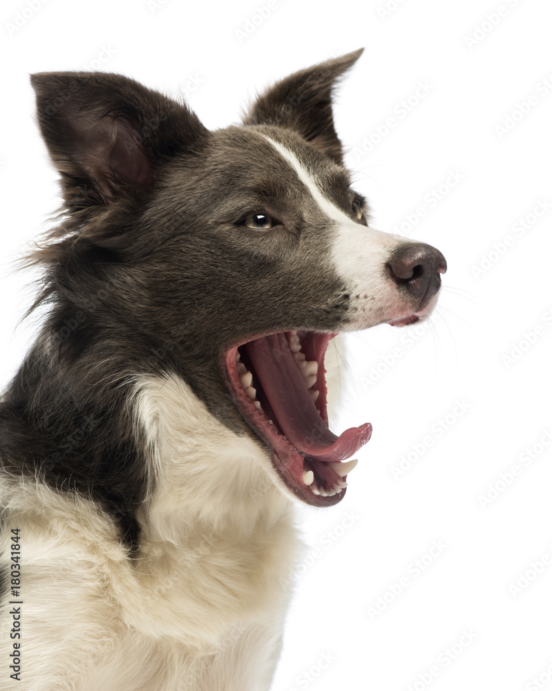 Close-up of a Border Collie, 8 months old, yawning in front of white background