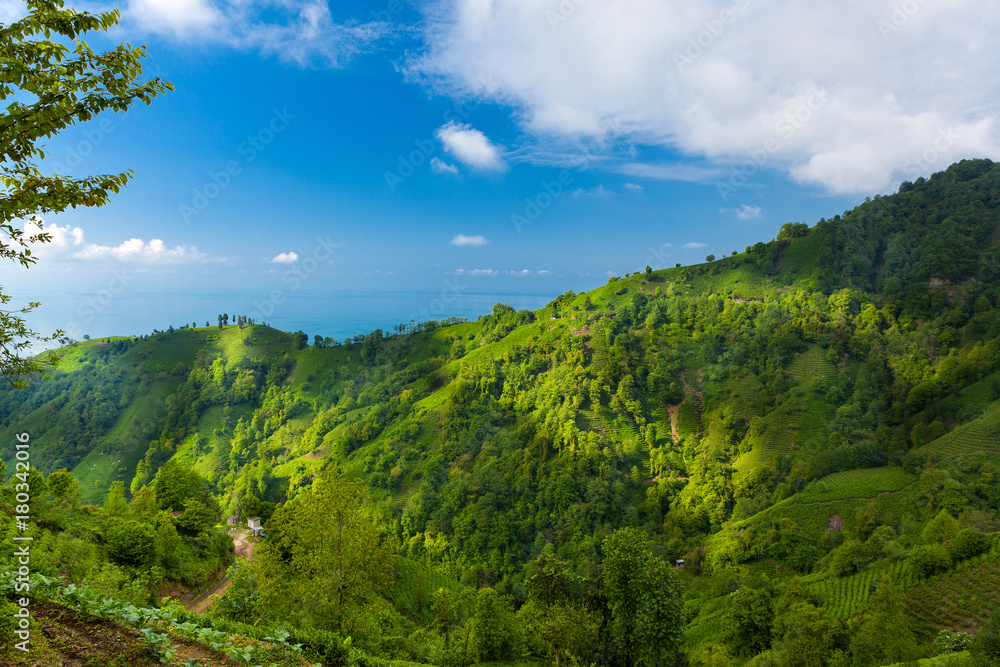 Tea plantations in Rize - Blacksea - Turkey 