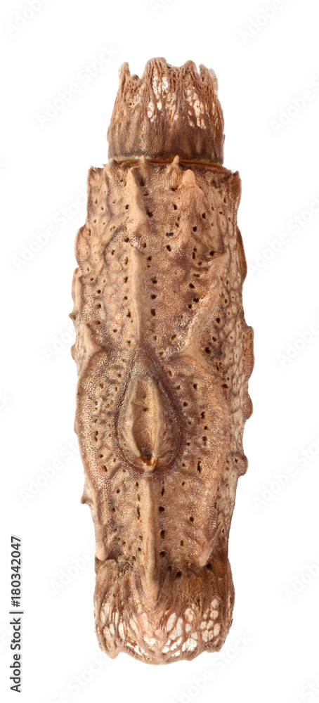 Egg of stick insects - Pterinoxylus crassus Egg of stick insects - Pterinoxylus crassus