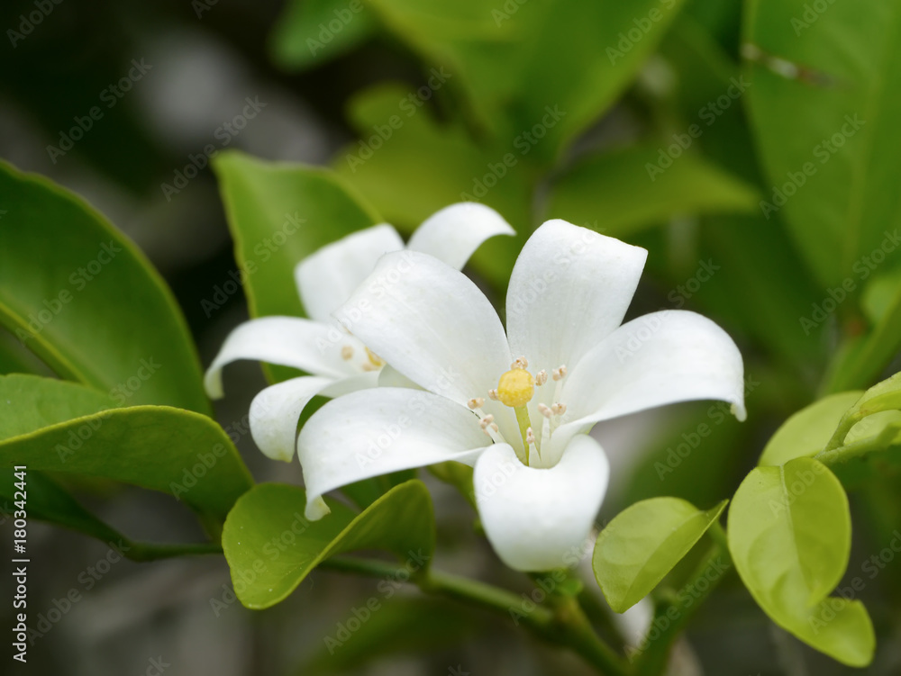 Close up of Murraya paniculata flower with green leaf. Close up of Murraya paniculata flower with green leaf.