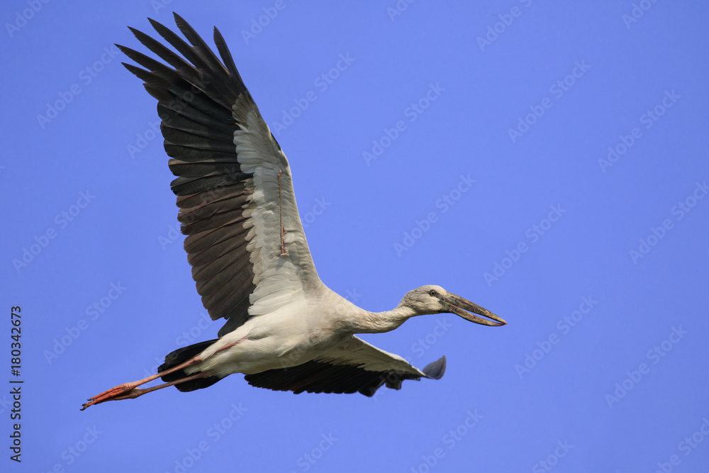 Fototapeta premium Image of an Asian openbill stork(Anastomus oscitans) flying in the sky. Bird, Wild Animals.