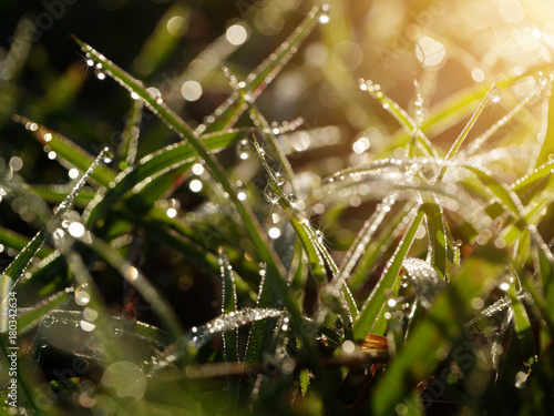 Dew drops on grass