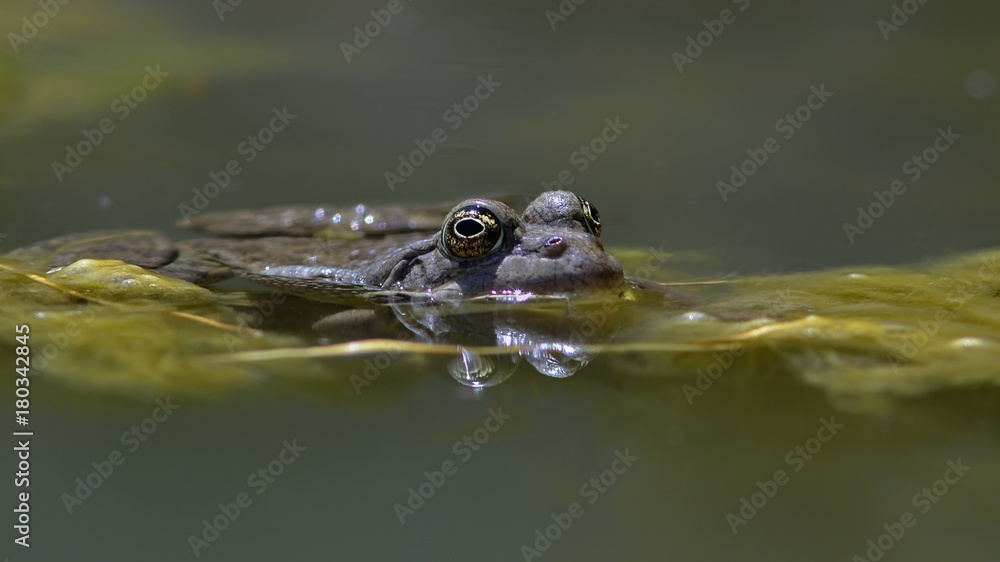 Pelophylax cretensis (Cretan Frog), Crete Pelophylax cretensis (Cretan Frog), Crete