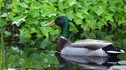 Close up duck in rippling pond water England 2017