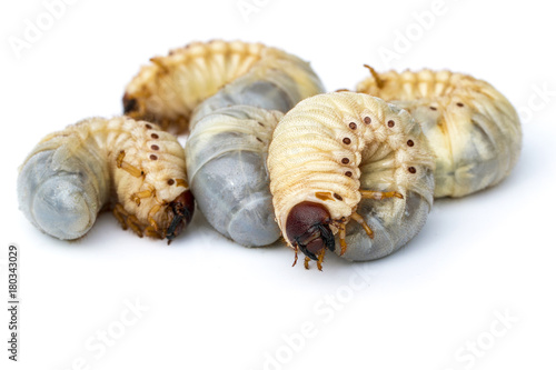 Image of grub worms, Coconut rhinoceros beetle (Oryctes rhinoceros), Larva.