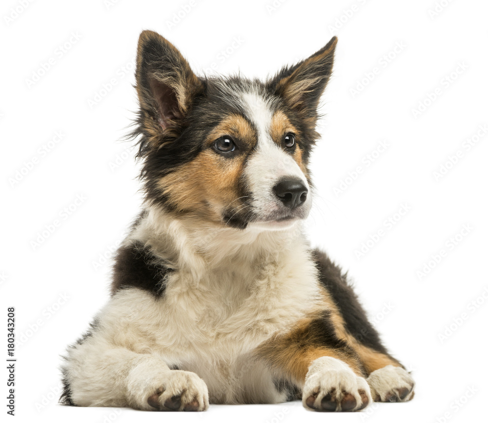 Front view of a Border Collie, lying isolated on white Front view of a Border Collie, lying isolated on white