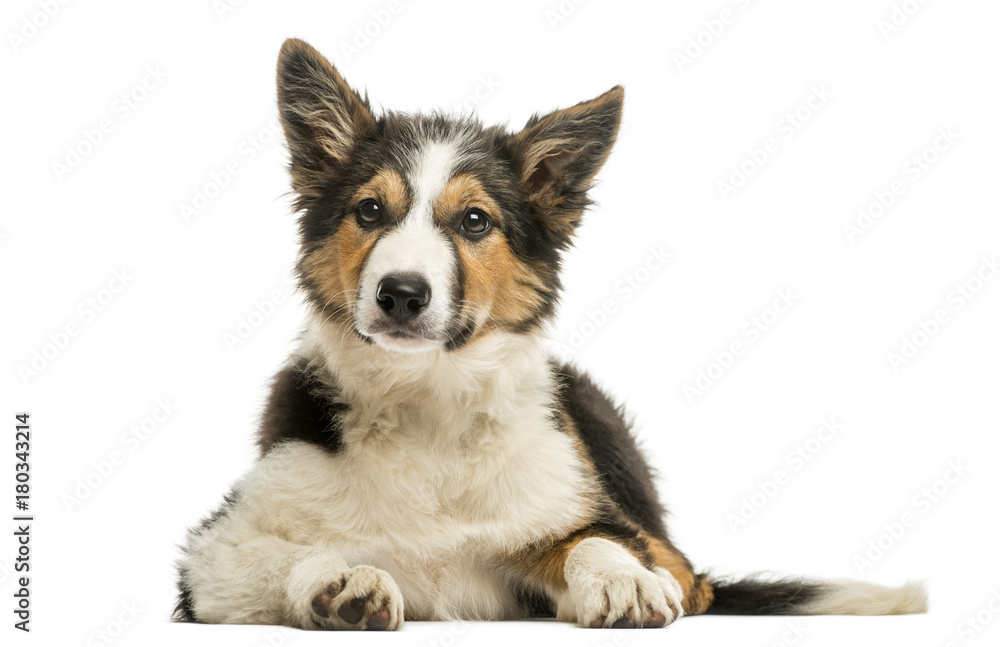 Front view of a Border collie lying, isolated on white
